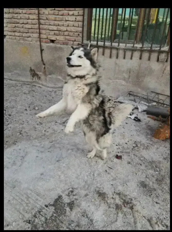 سگ هاسکی خوشکل|سگ|خسروشاه, |دیوار