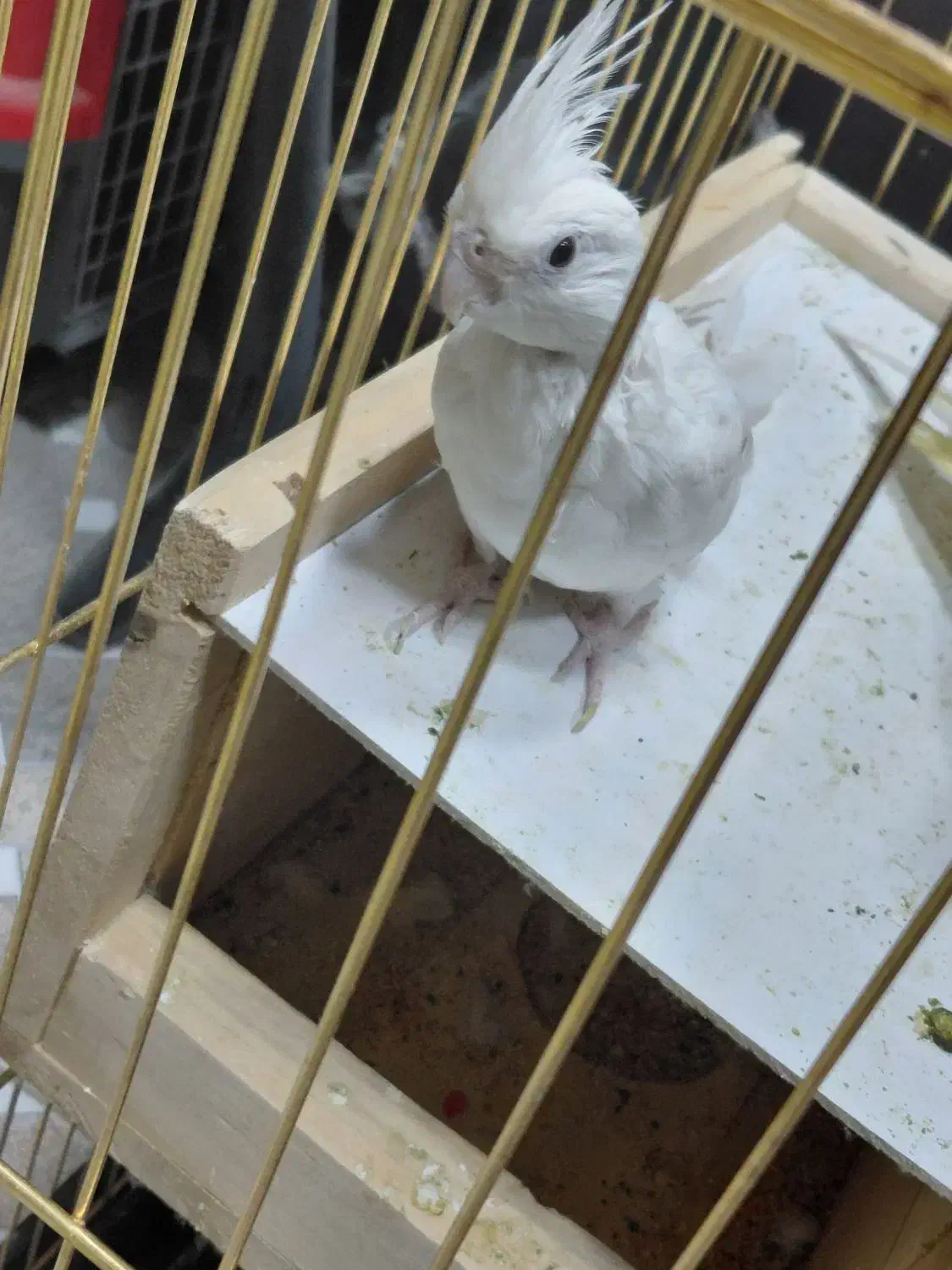 عروس هلندی البینو|پرنده|شهرضا, |دیوار