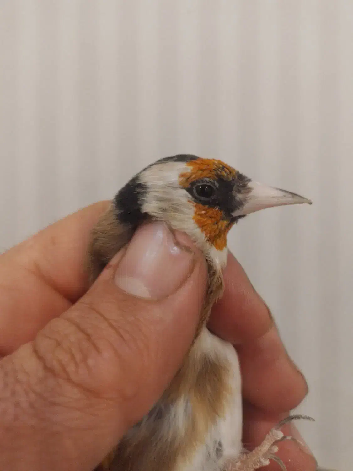 سهره جوجه|پرنده|لاران, |دیوار