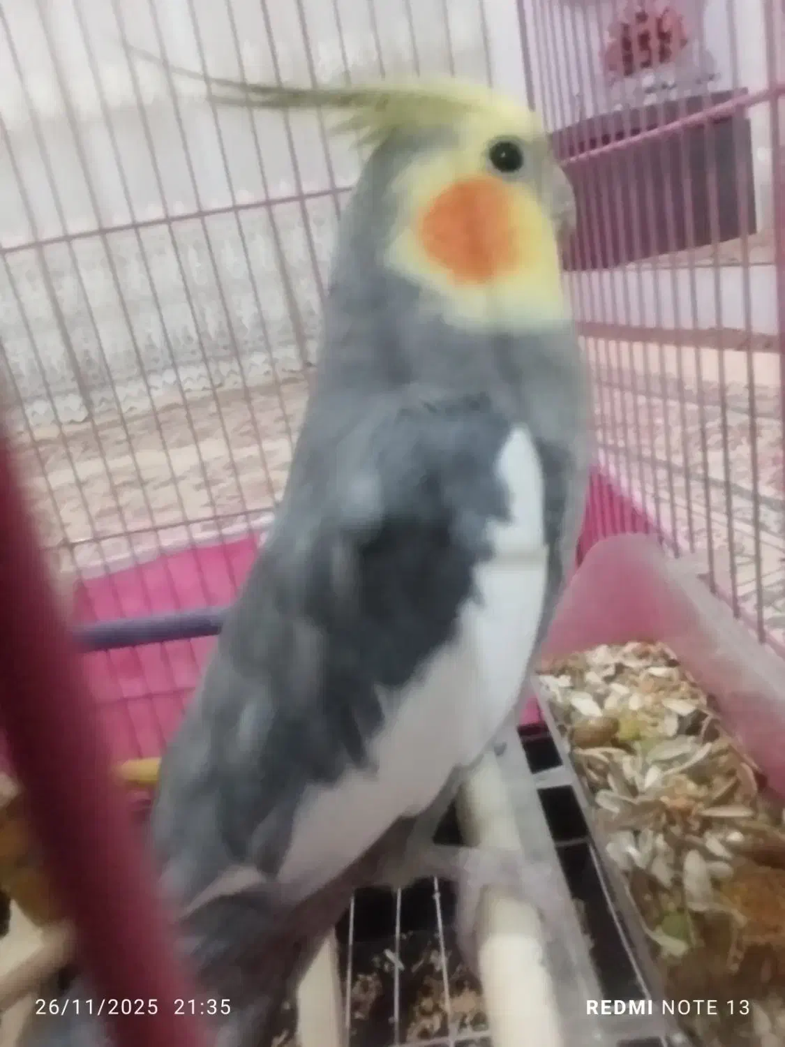 عروس هلندی|پرنده|ساوه, |دیوار