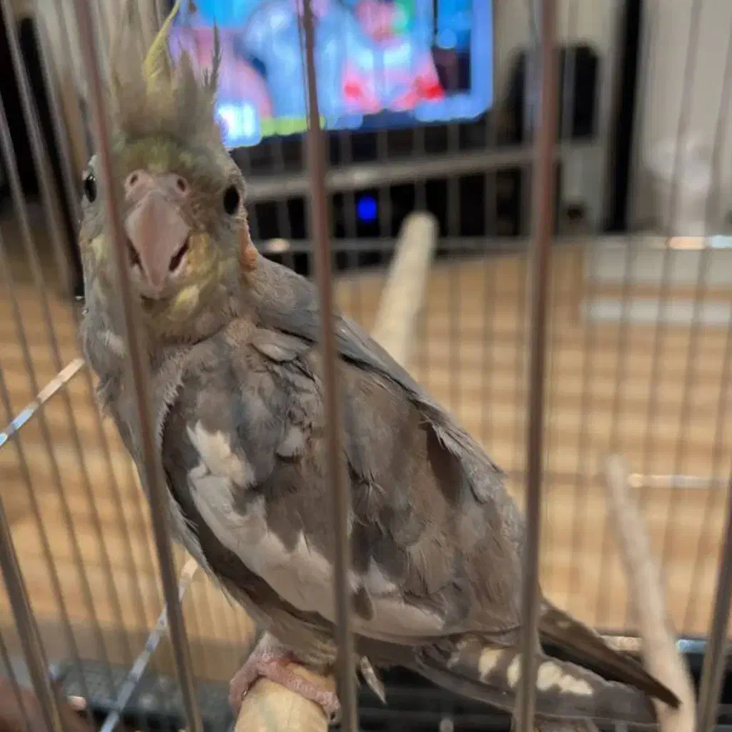 طوطی|پرنده|بم, |دیوار