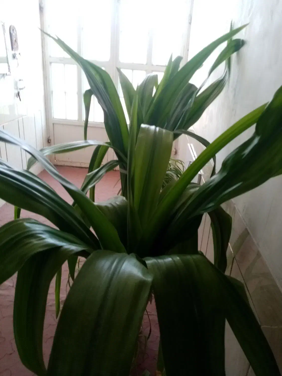 دو عدد گل ذرتی بزرگ|گل و گیاه طبیعی|مرودشت, نقش رستم|دیوار