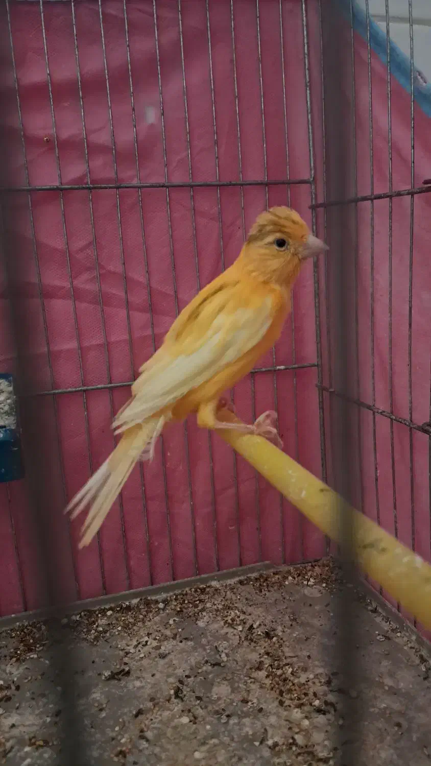 قناری نر پرتقالی|پرنده|اردکان, |دیوار