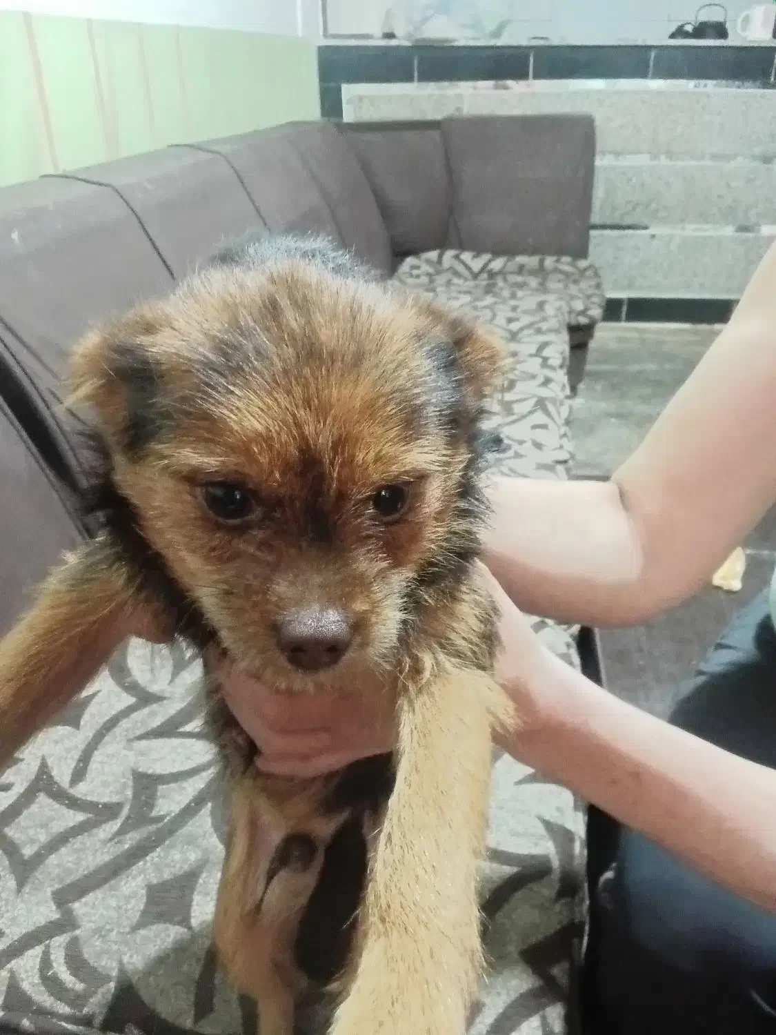 سگ واگذاری نر|سگ|ماهدشت, |دیوار