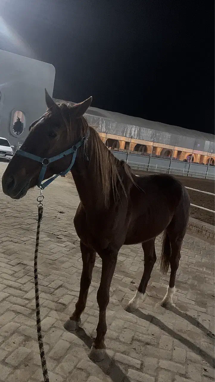 اسب عرب کورسی یک سر|اسب و تجهیزات اسب‌سواری|اشکذر, |دیوار