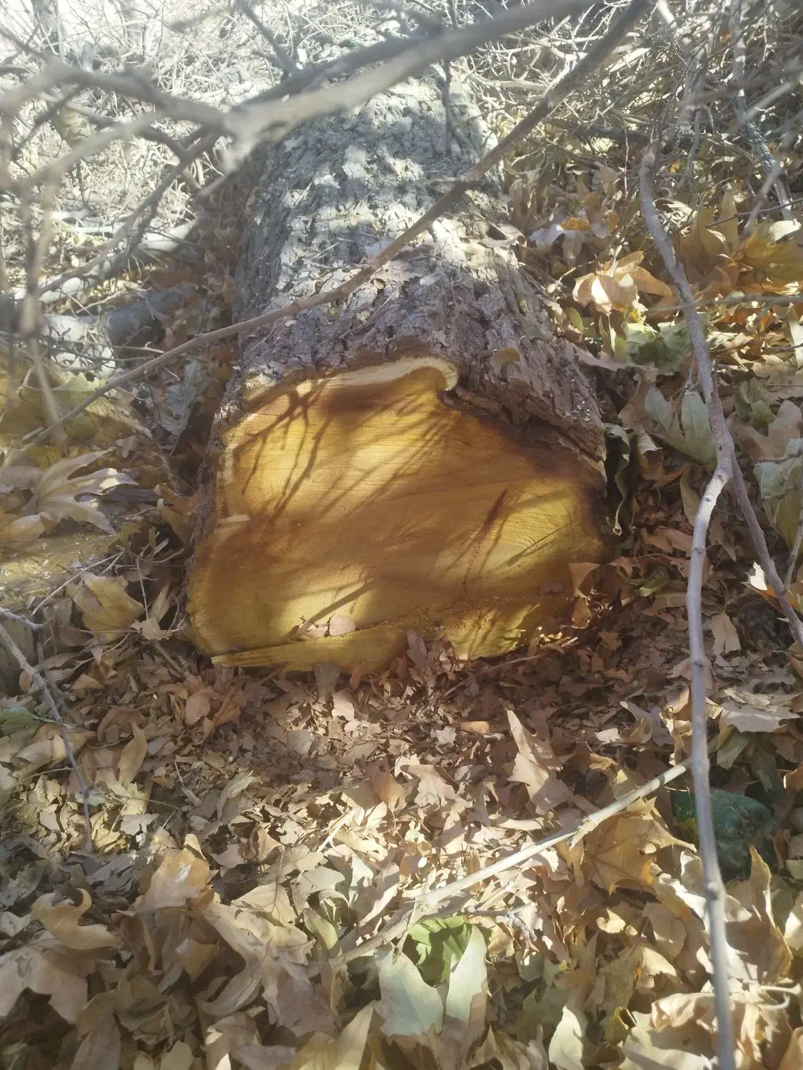 خرید چوب و خریدار چوب درخت|خدمات باغبانی و درختکاری|کرمان, |دیوار