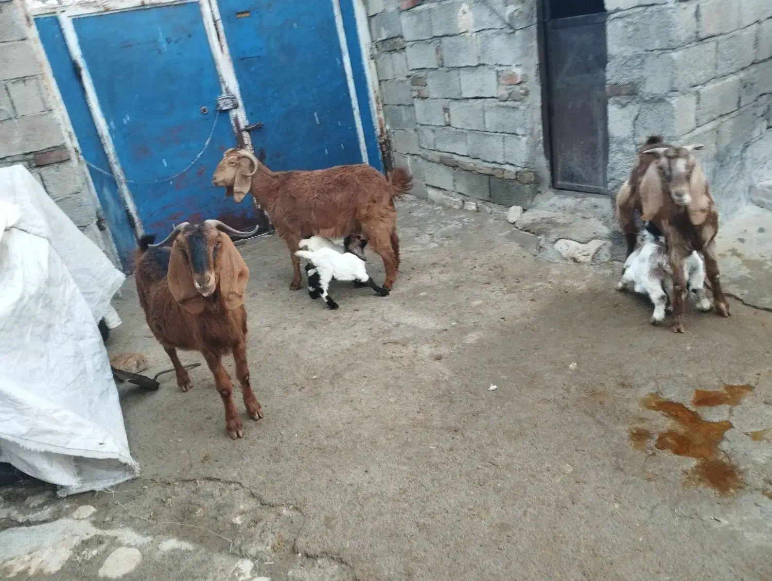 ۳ عدد بز|حیوانات مزرعه|ماهیدشت, |دیوار