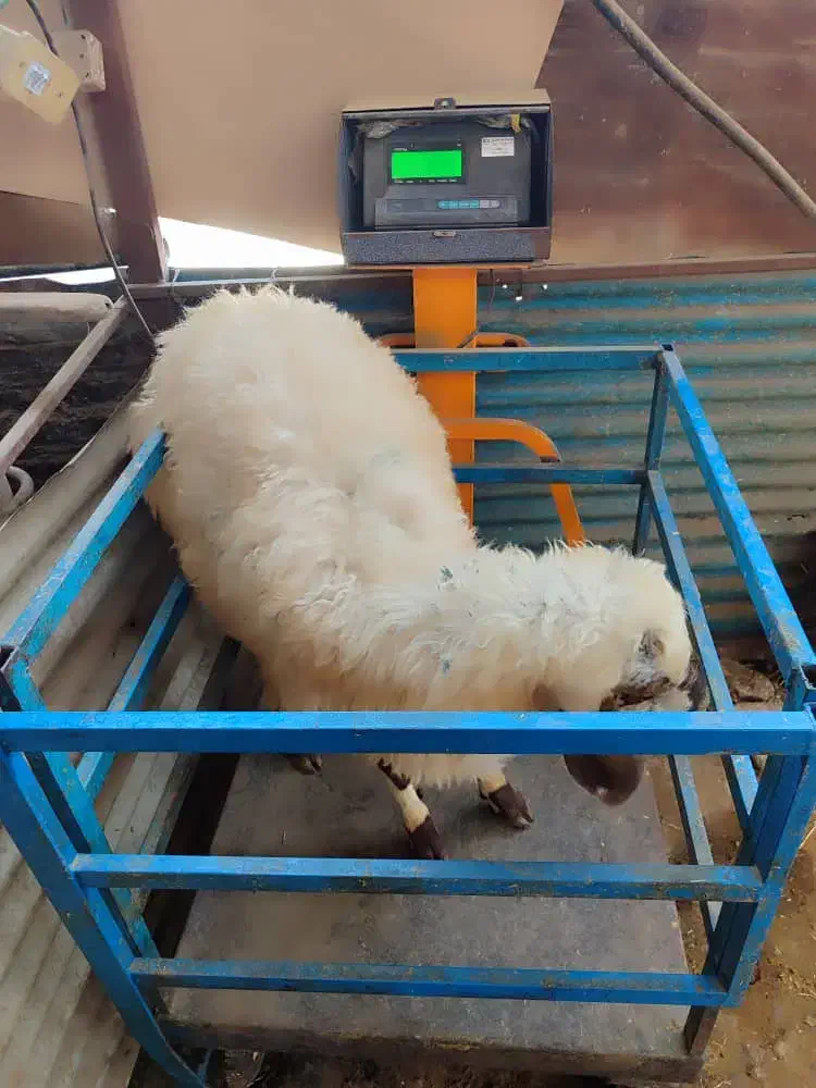 پخش گوسفند زنده در تهران با قصاب رایگان|حیوانات مزرعه|تهران, گیشا|دیوار