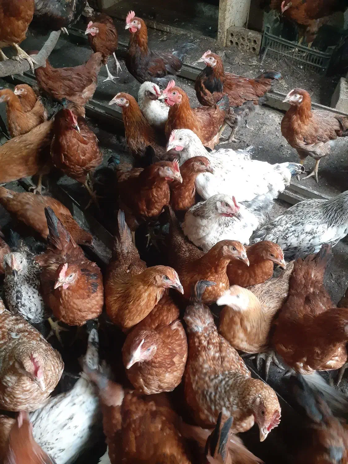 فروش مرغ گلپایگان|حیوانات مزرعه|رامیان, |دیوار