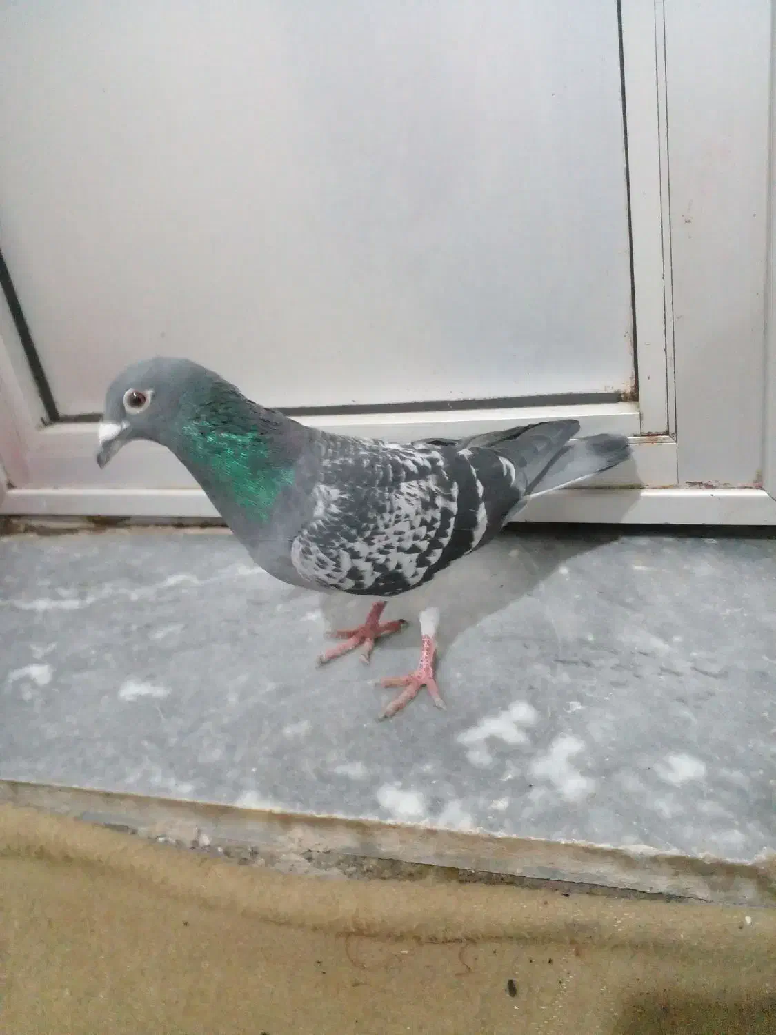 کبوتر|پرنده|اردبیل, |دیوار