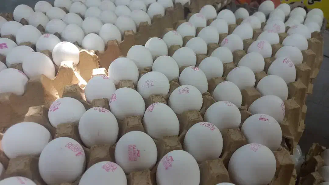 عرضه مستقیم تخم مرغ|خوردنی و آشامیدنی|رشت, فلسطین|دیوار