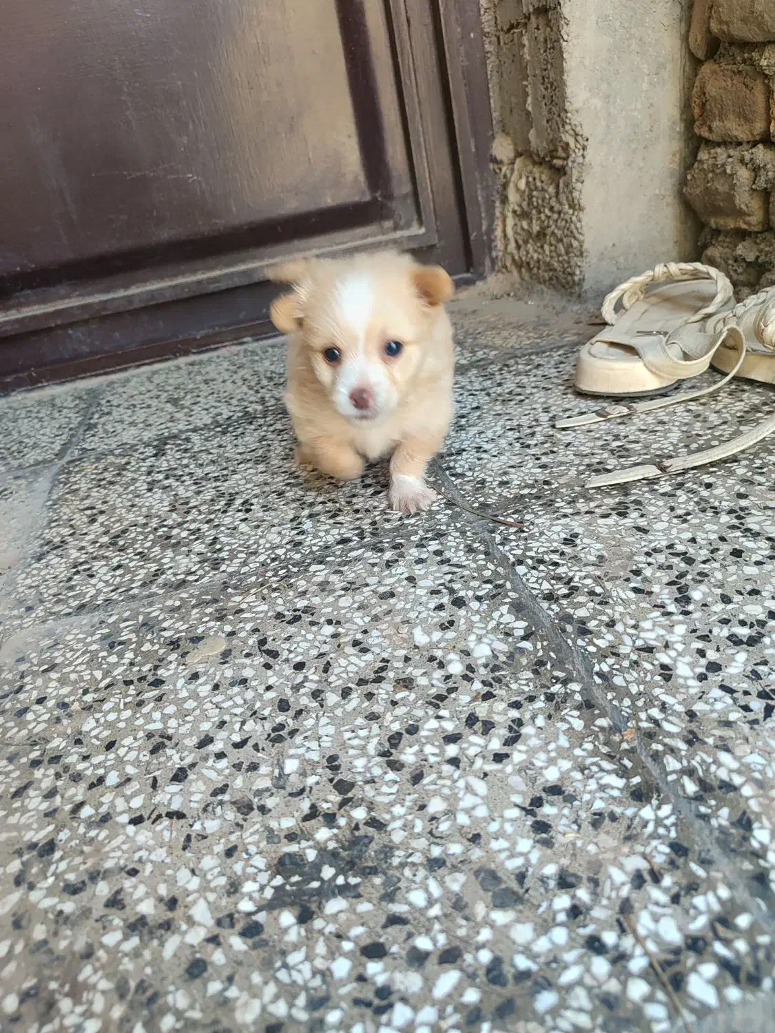 واگذاری سگ|سگ|کلاله, |دیوار