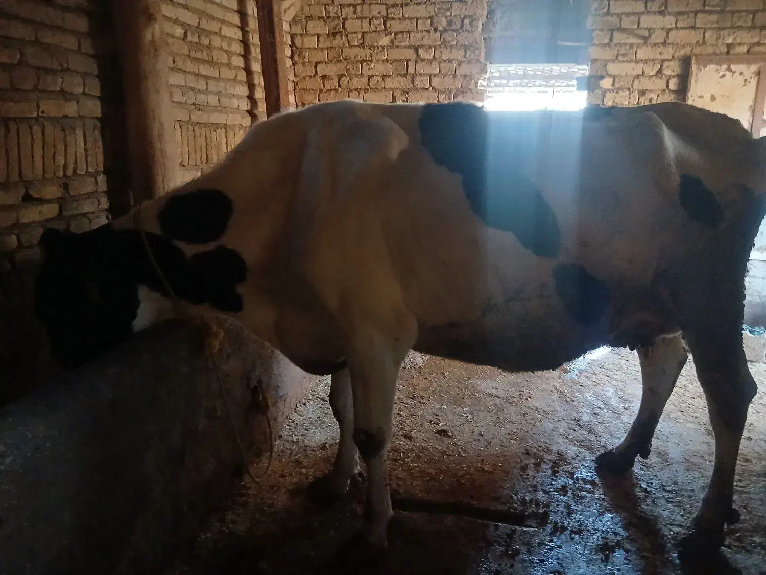 گاوه شیر ده وتلیسه|حیوانات مزرعه|بجنورد, |دیوار