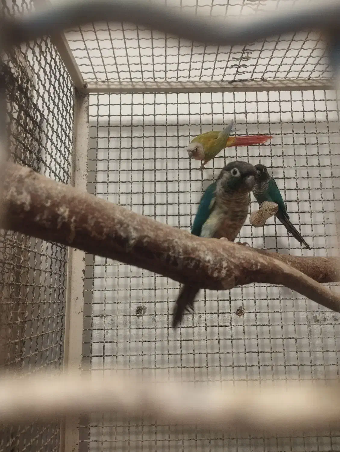 گرینچک مولد ضمانتی|پرنده|ایرانشهر, |دیوار