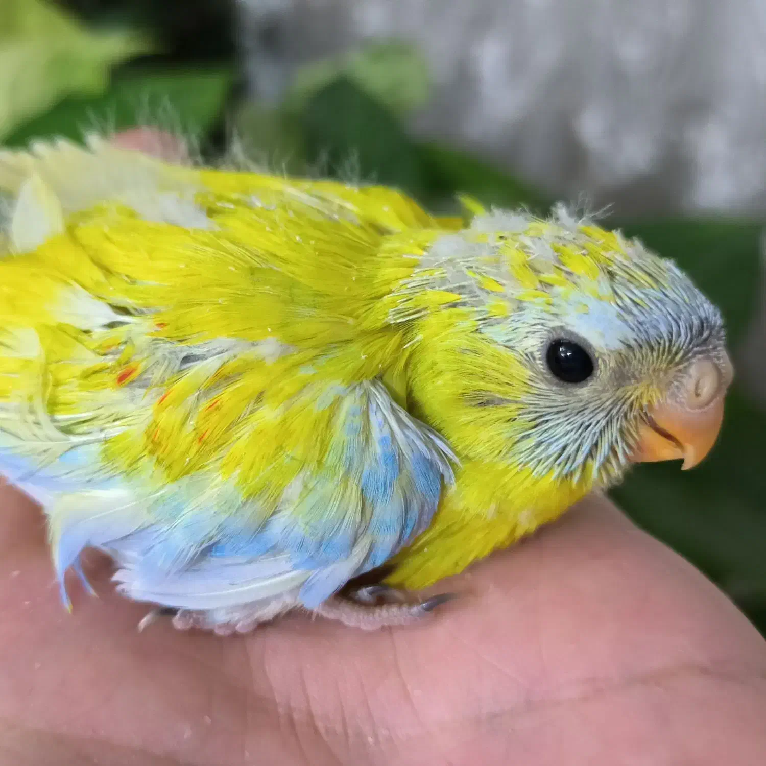 طوطی نئوفما|پرنده|یزد, |دیوار