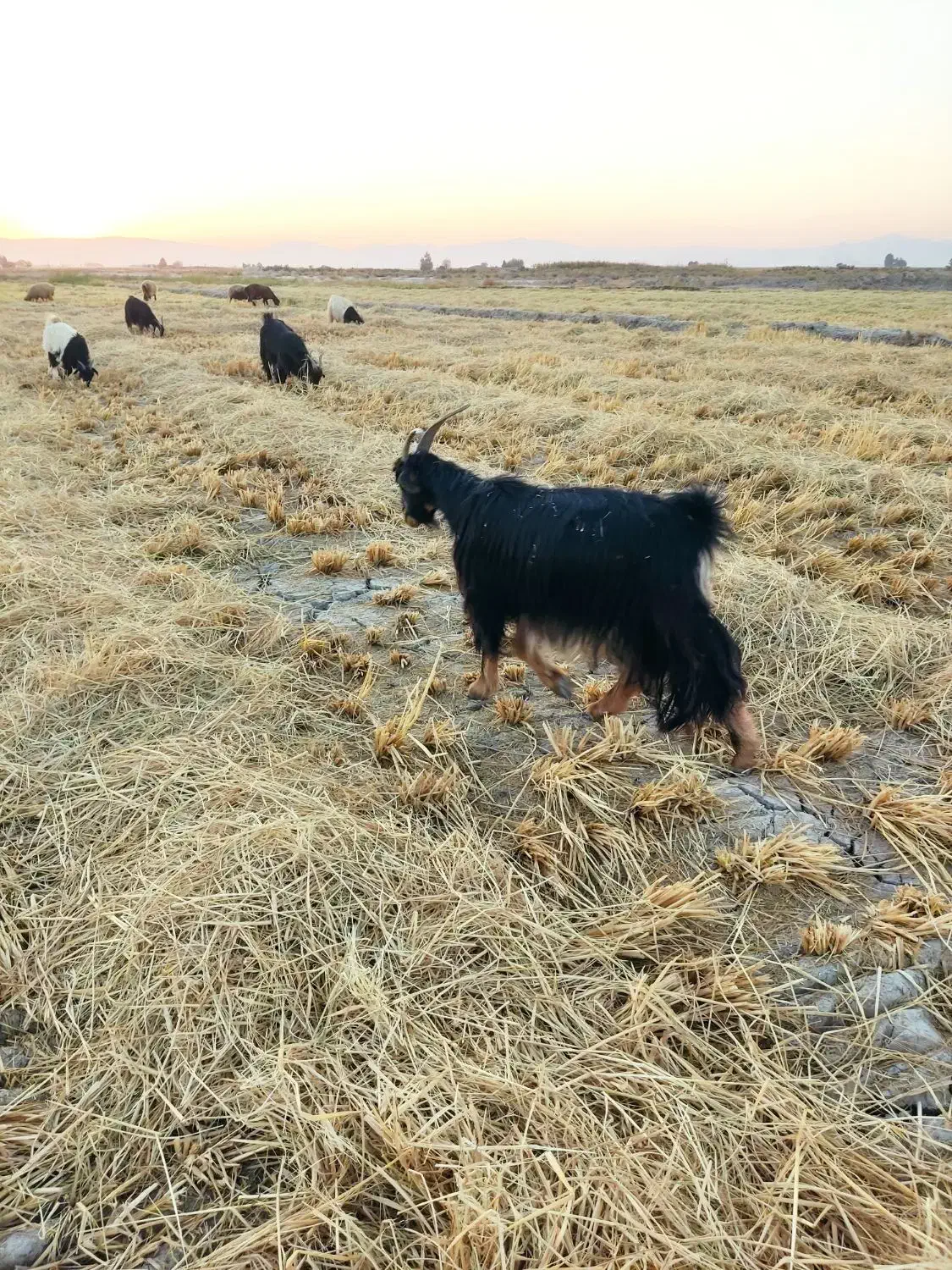 چبش|حیوانات مزرعه|مرودشت, ژیان|دیوار