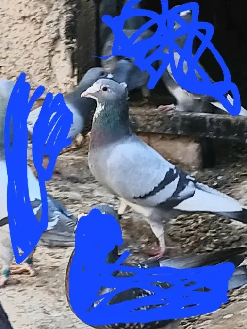 کبوتر نر سوراخ|پرنده|بافت, |دیوار