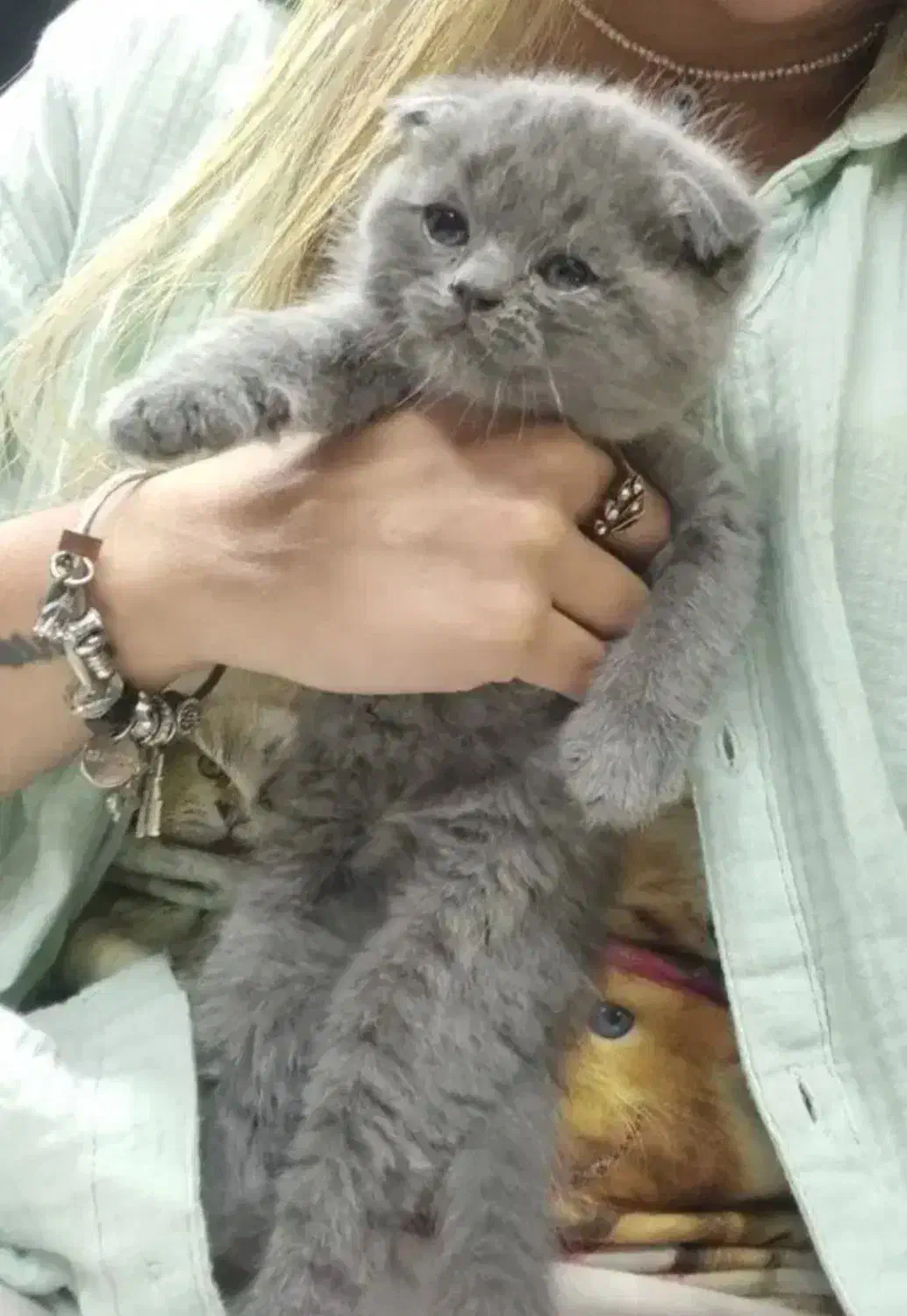 بریتیش و اسکاتیش های( اصیل و استثنایی )|گربه|تبریز, |دیوار