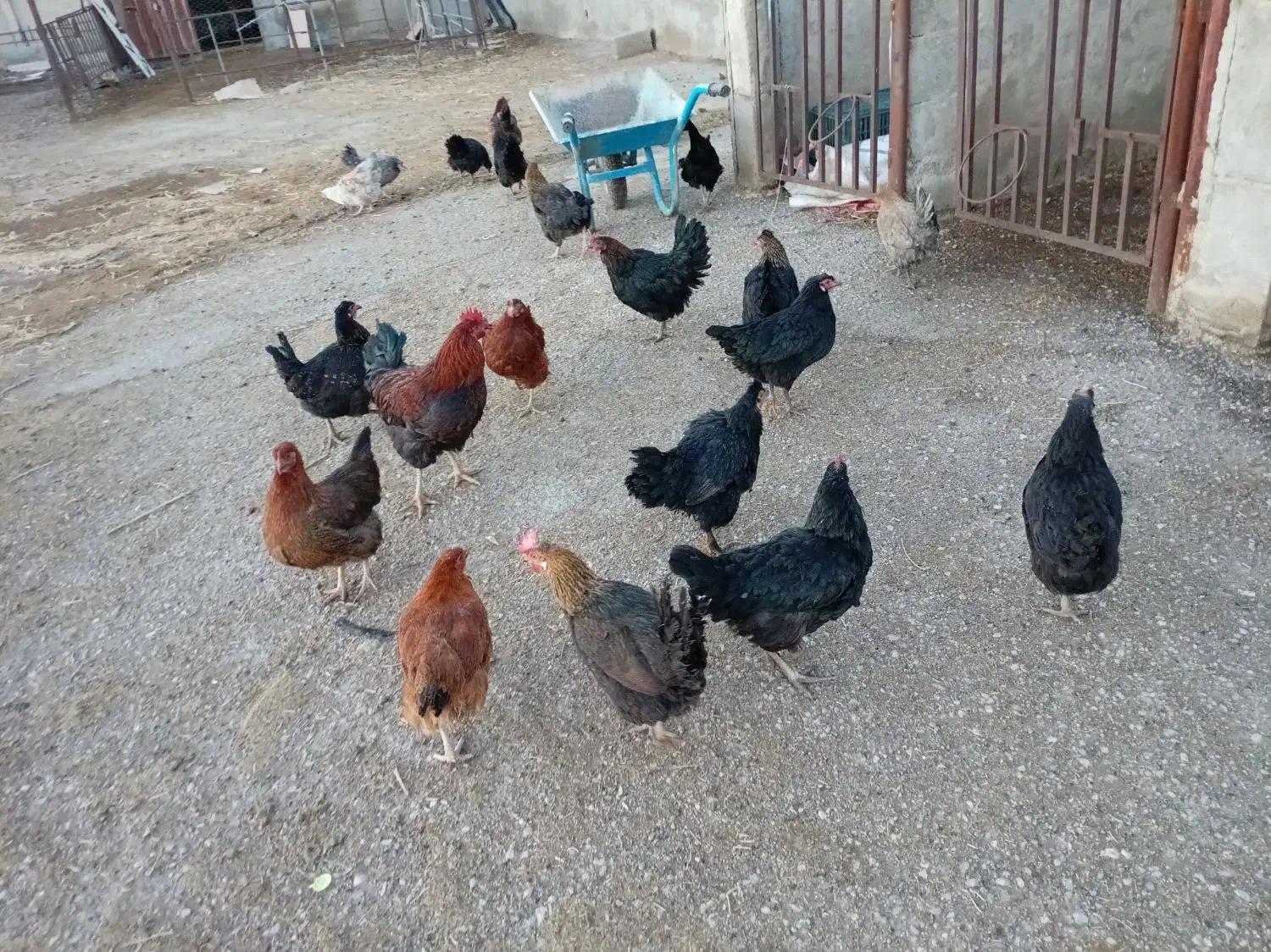 مرغ بومی|حیوانات مزرعه|شهرضا, |دیوار