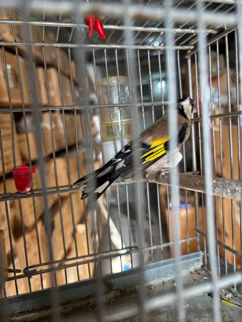 جوجه سهره قناری وسهره|پرنده|فسا, |دیوار