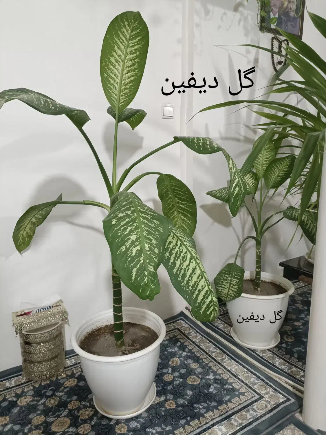گل طبیعی با گلدون|گل و گیاه طبیعی|چناران, |دیوار