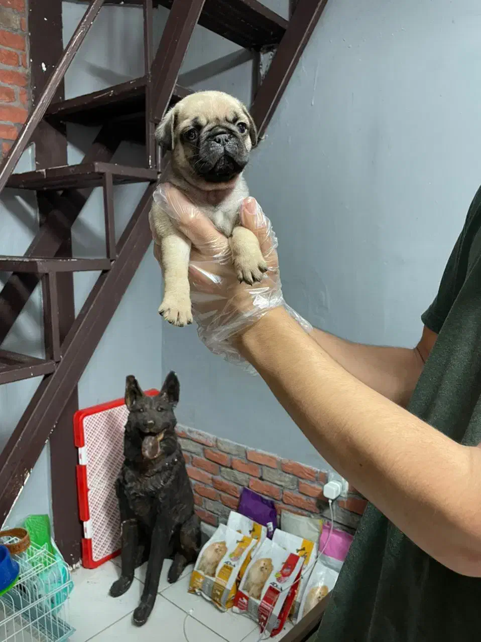 توله های گرد و قلمبه پاگ|سگ|تهران, درکه|دیوار