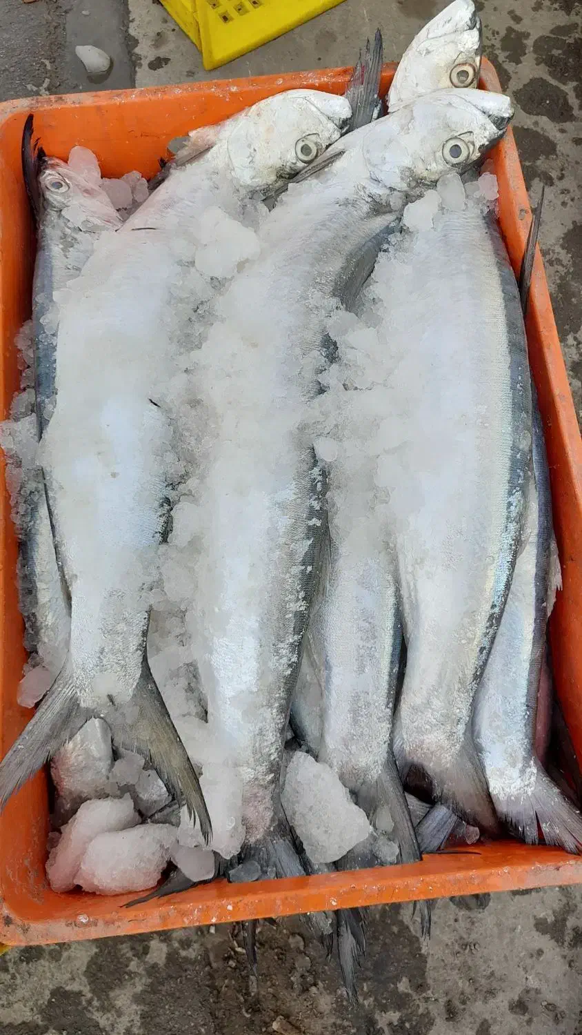 خارودرشت|ماهی|آبادان, |دیوار