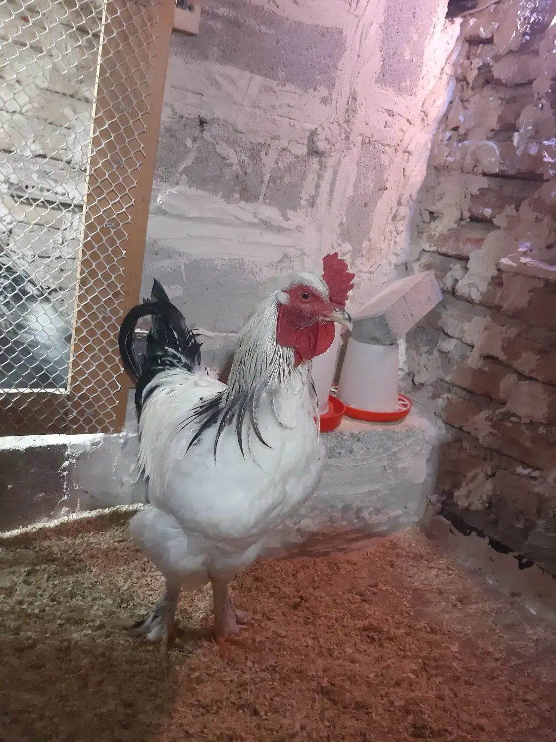 خروس برهما|حیوانات مزرعه|تبریز, |دیوار