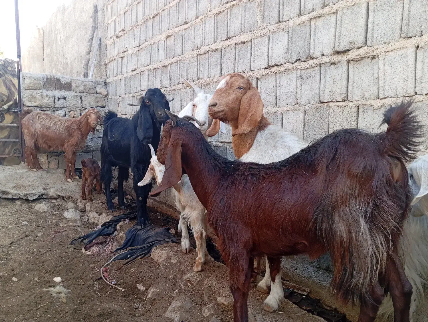 بزوبزغله|حیوانات مزرعه|سرفاریاب, |دیوار