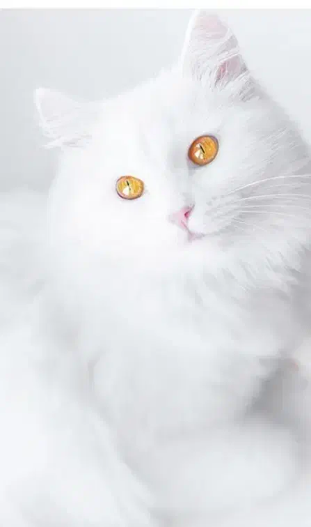 سلام یک پسر ناز و کاکول زری دارم میخام بفروشم|گربه|میبد, |دیوار