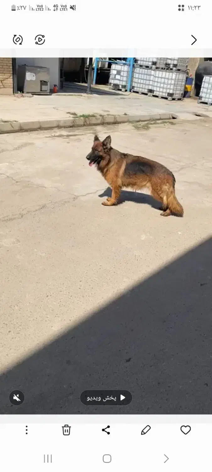 ژرمن شوداین بفروش میرسد|سگ|هشتگرد, هشتگرد قدیم|دیوار