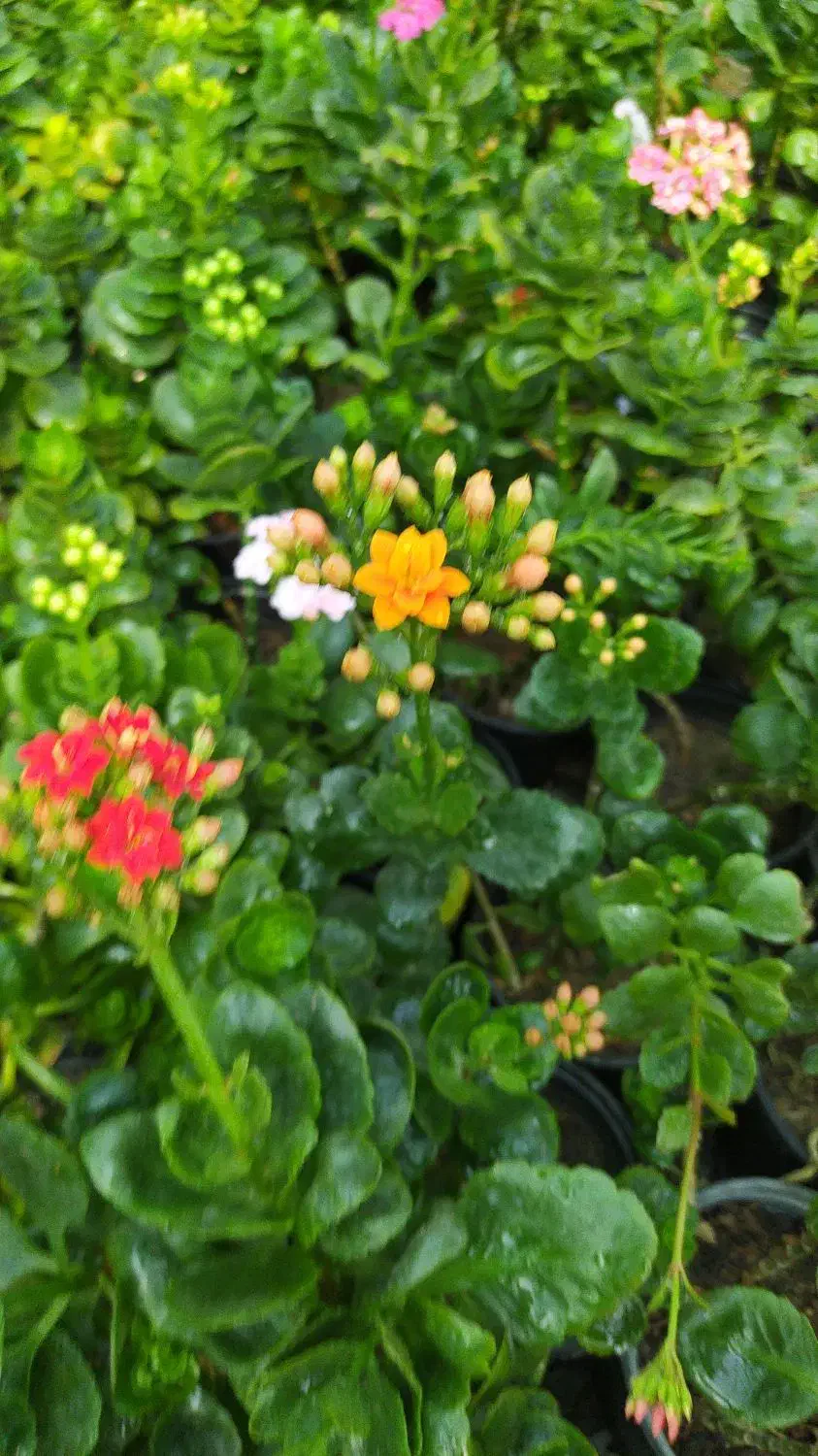 اجاره گلخانه فضاهای ۵۰ متری|اجارهٔ مغازه و غرفه|ری, فیروزآباد|دیوار