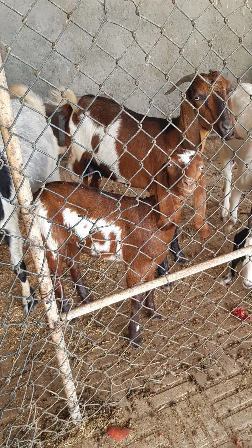 بز دورگ|حیوانات مزرعه|خورموج, |دیوار