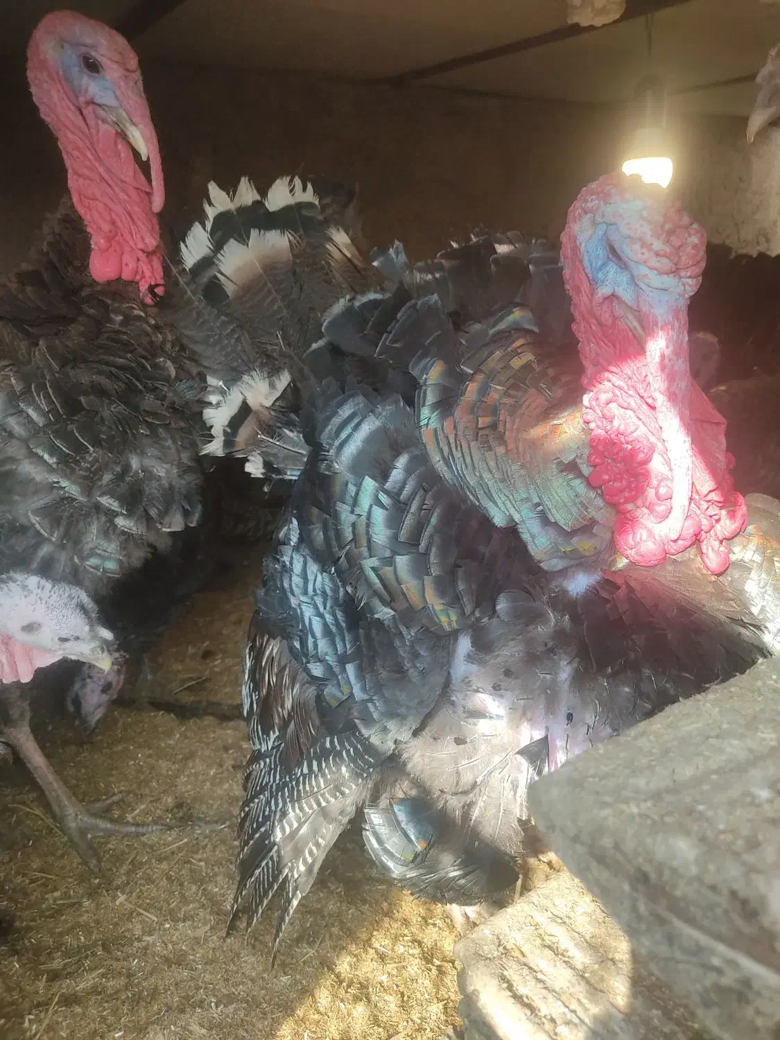 دوتا بوقلمون نر|حیوانات مزرعه|مشهد, تبادکان|دیوار