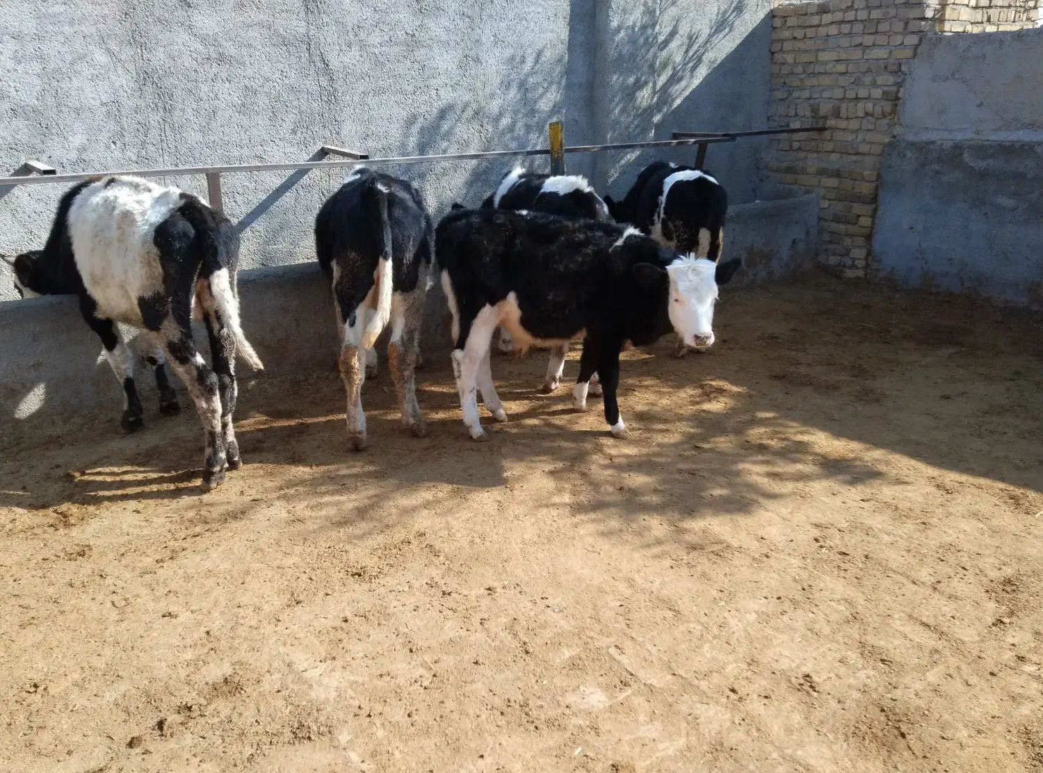 گوساله سیمینتال|حیوانات مزرعه|اشتهارد, |دیوار