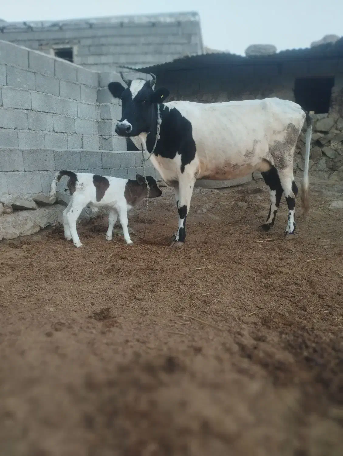 گاو هلشتاین|حیوانات مزرعه|انگوت, |دیوار