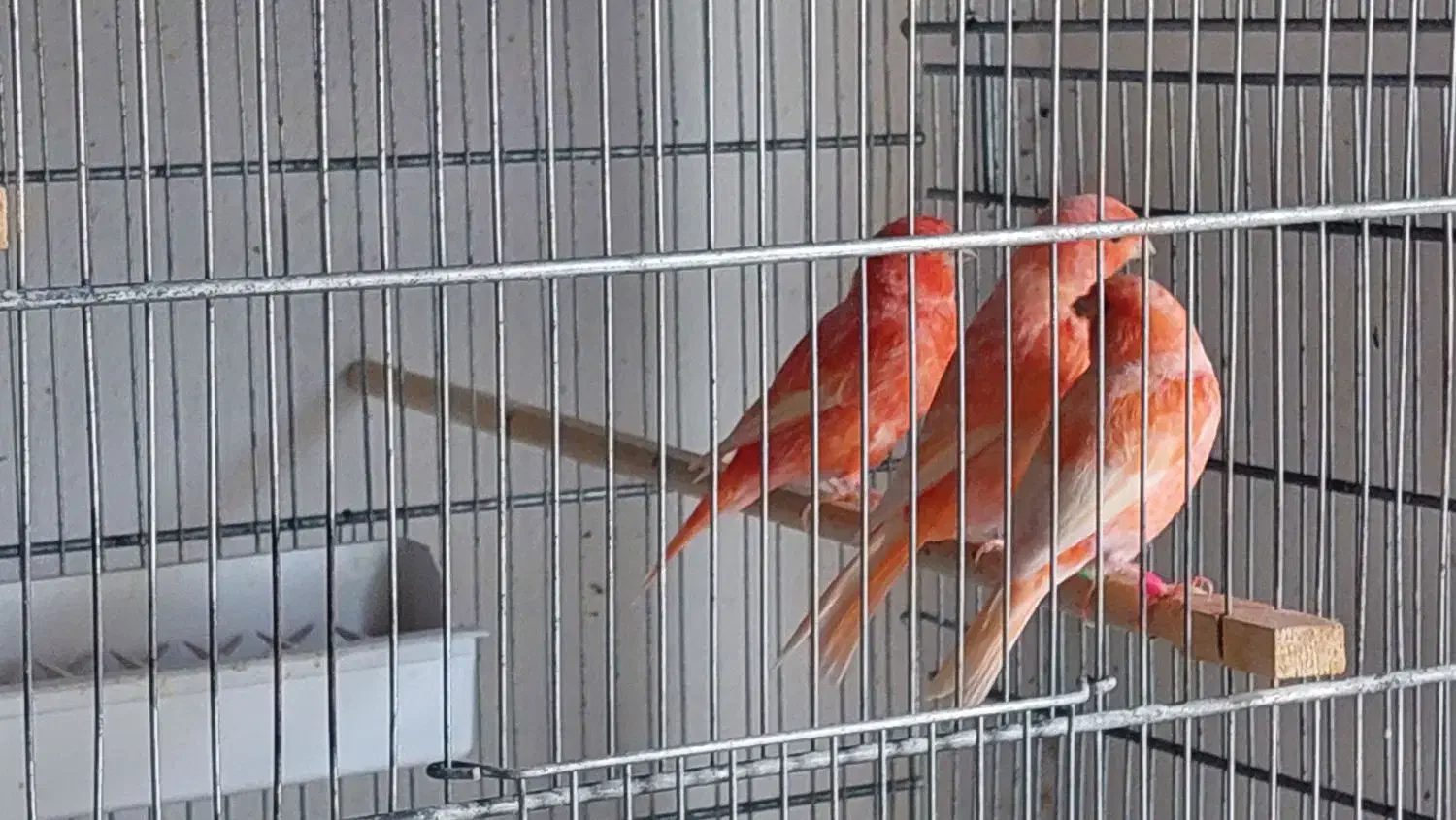 فروش تعداد محدود از قناری رد فاکتور وموزائیکی|پرنده|مشهد, ویلاشهر|دیوار