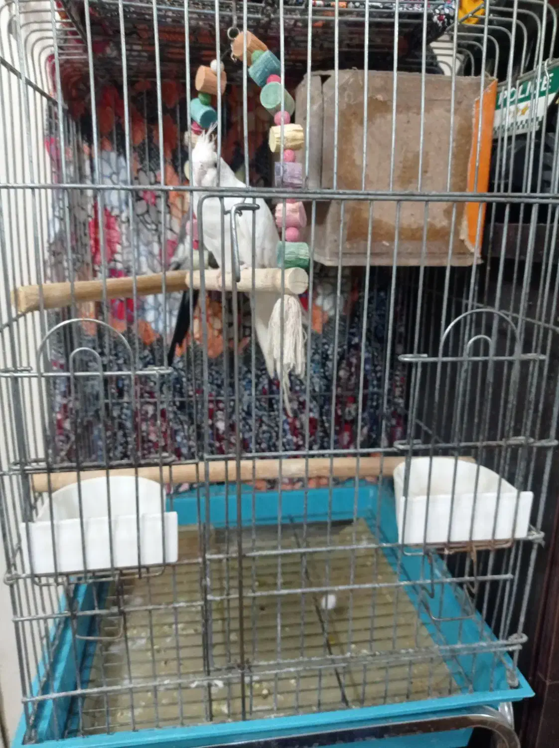 عروس هلندی|پرنده|قرچک, محمد آباد|دیوار