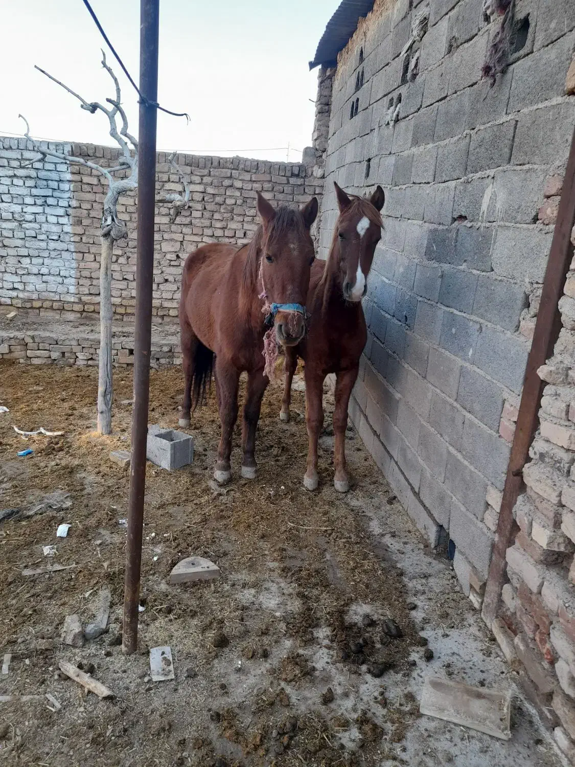 مادیان|اسب و تجهیزات اسب‌سواری|دشتابی, |دیوار