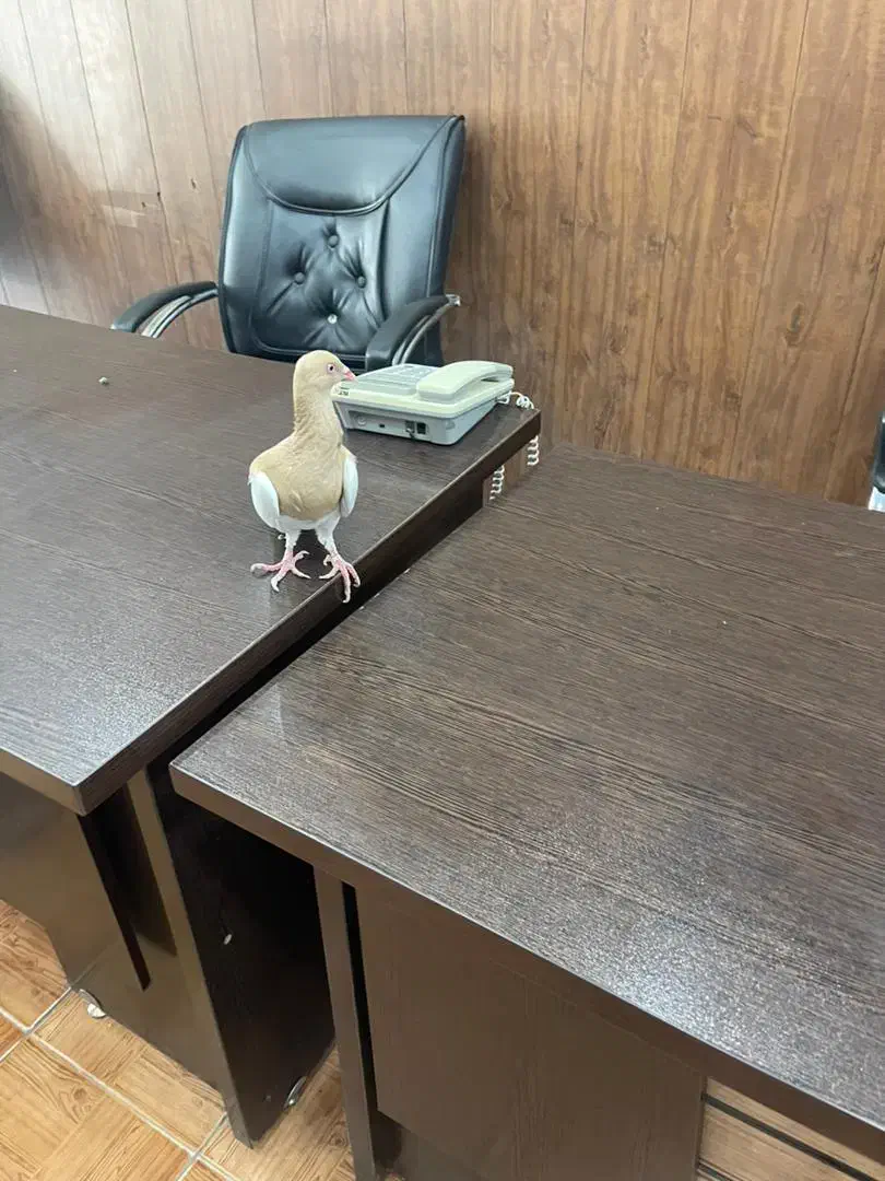 یهودی خارجی همه چی تموم|پرنده|شیراز, امام حسین|دیوار