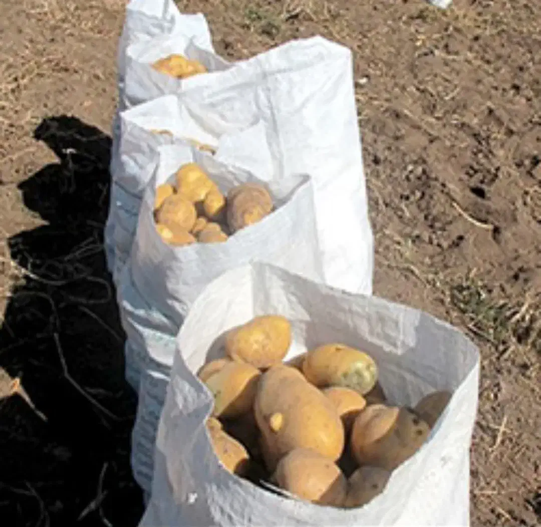 سیب زمینی|خوردنی و آشامیدنی|بستان آباد, |دیوار