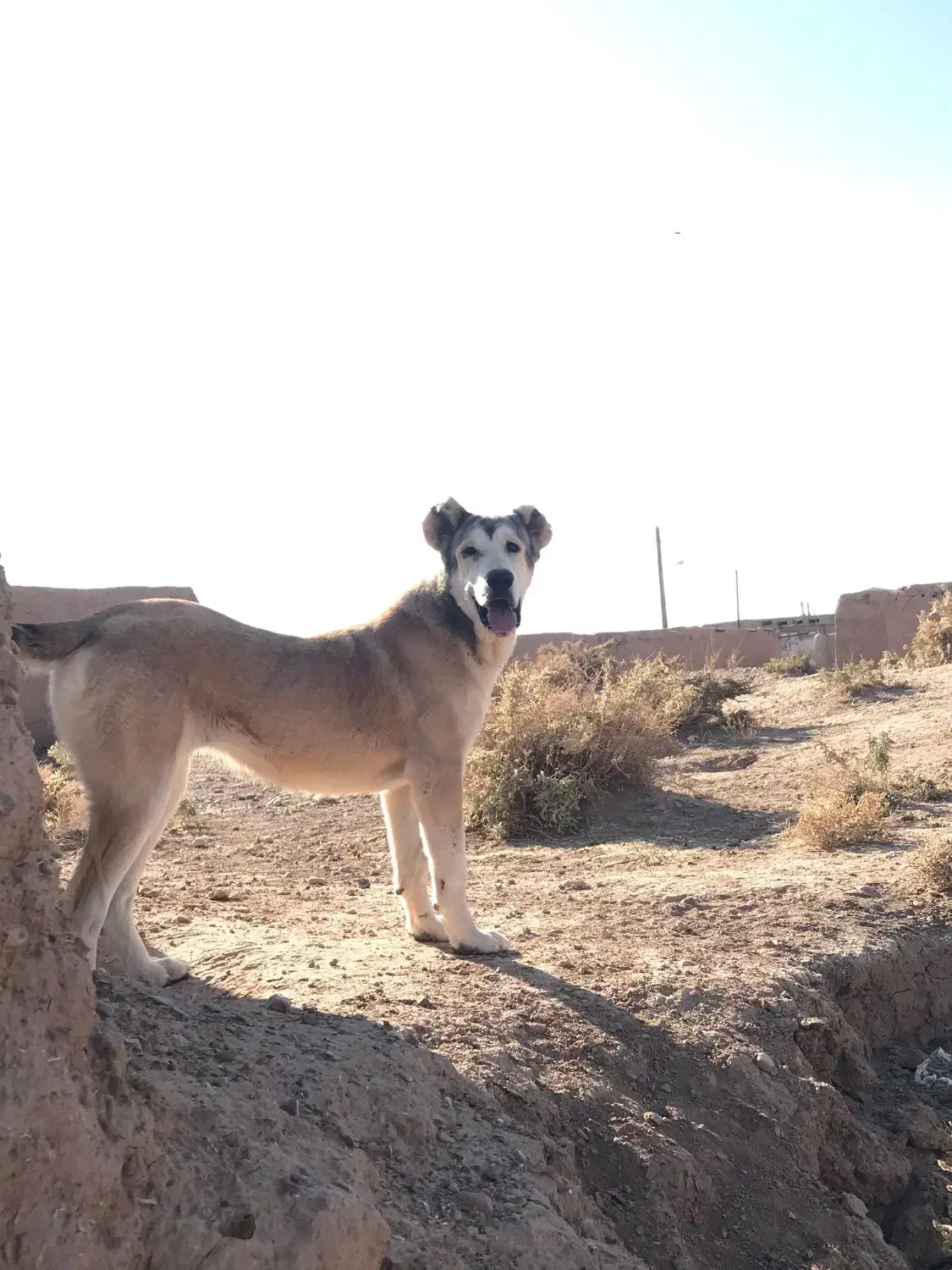 سگ نر و ماده|سگ|اسفراین, |دیوار