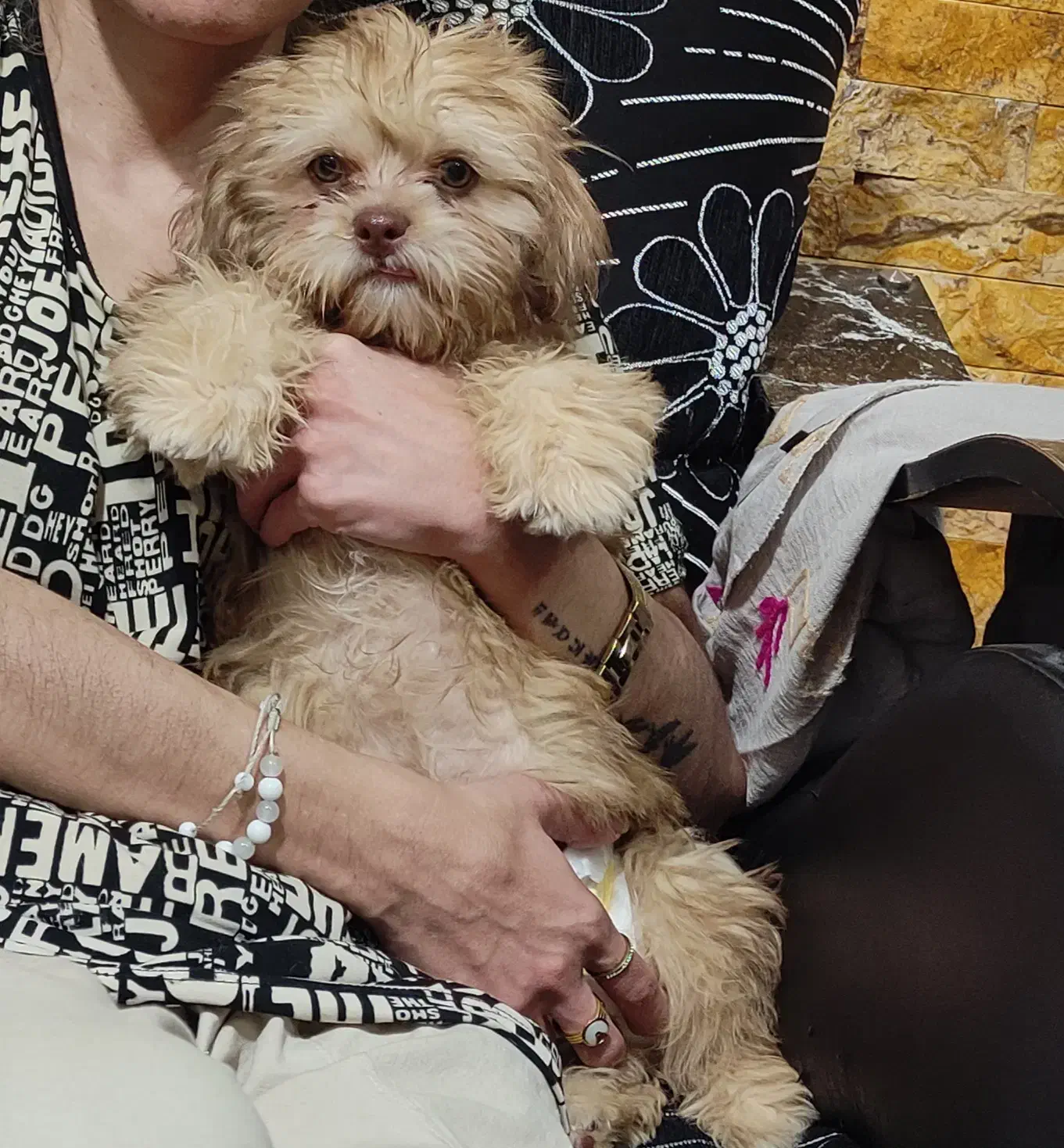 فروش سگ شیتزو|سگ|بافت, |دیوار