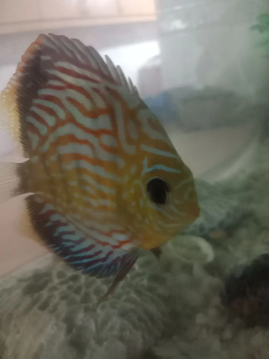 آکواریوم با کل وسایل موجود و ماهی|ماهی|سراب, |دیوار