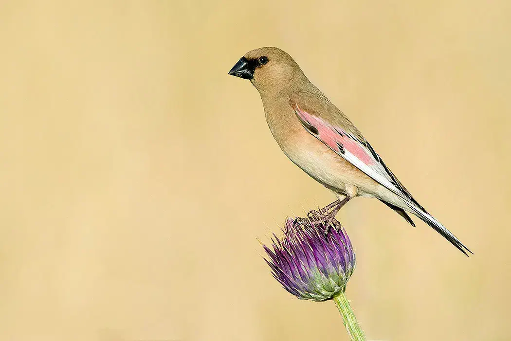 سهره قناری|پرنده|اهواز, کمپلو جنوبی|دیوار