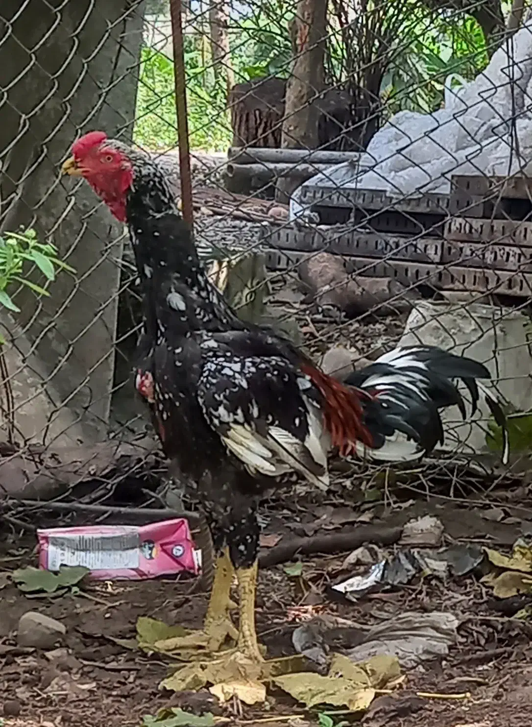 خروس لاری اصیل|حیوانات مزرعه|نشتارود, |دیوار