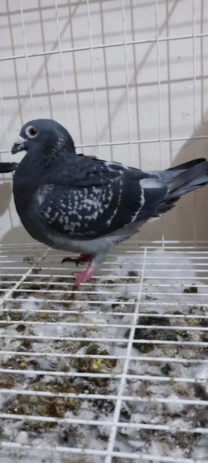 مسافتی|پرنده|مسجد سلیمان, |دیوار