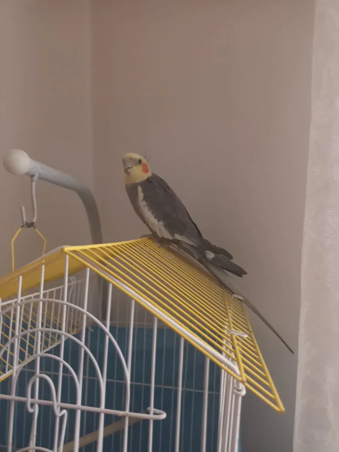 عروس هلندی|پرنده|رشت, معلولین|دیوار