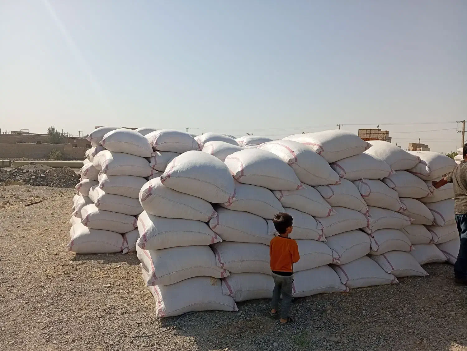 کاه کردستان رسید سفید نرم|لوازم جانبی حیوانات|زابل, |دیوار