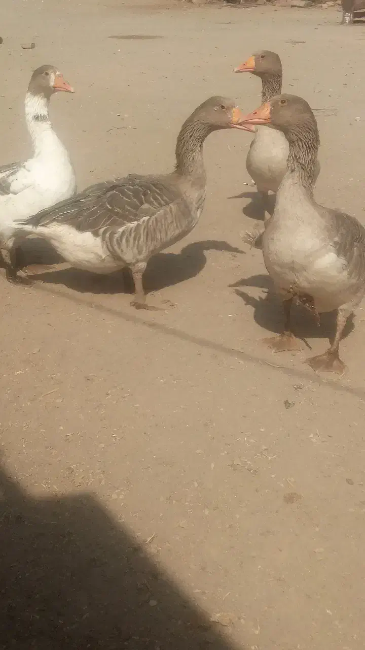 غاز|حیوانات مزرعه|نهبندان, |دیوار